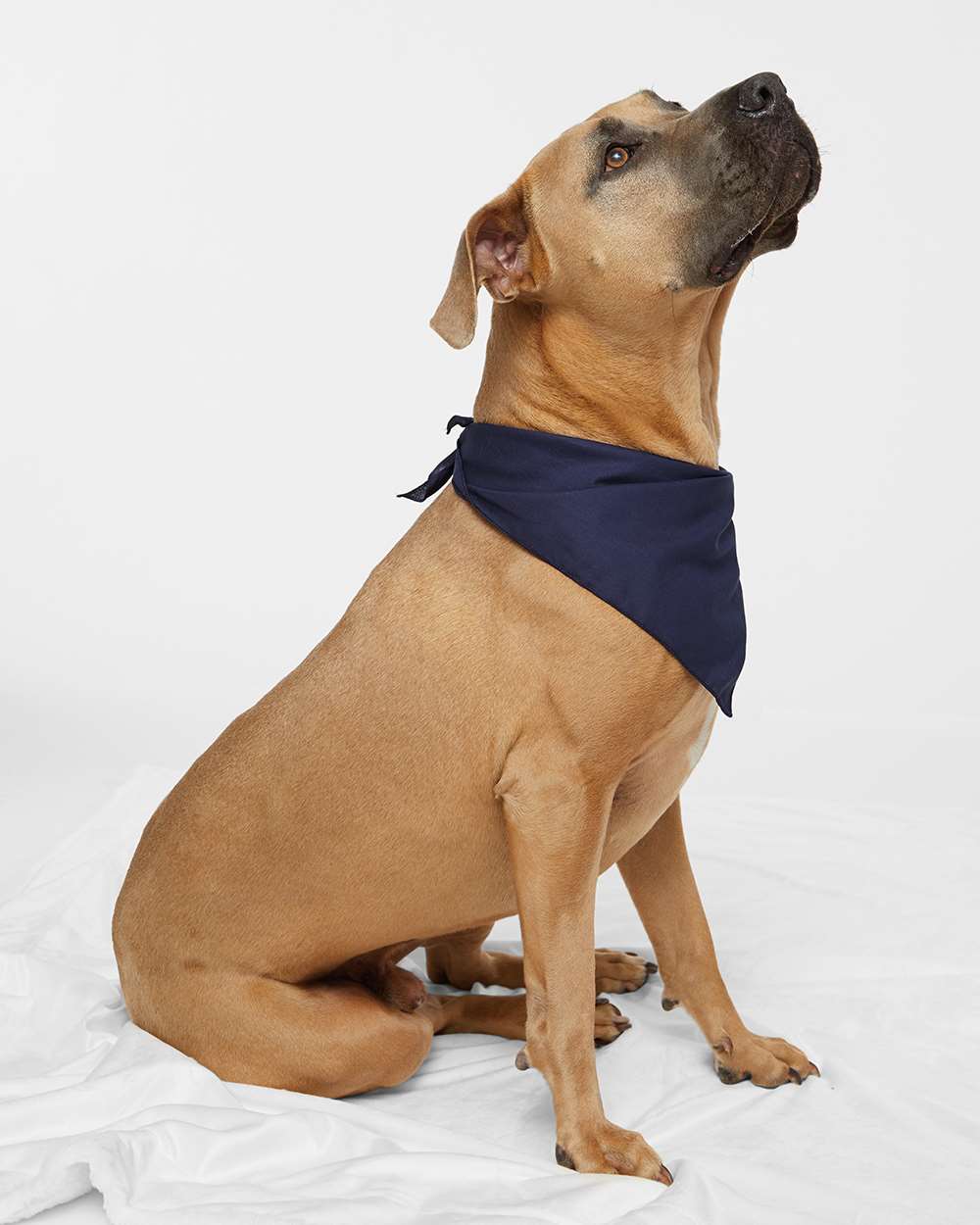 Michel Dénommé Racing Dog Bandana